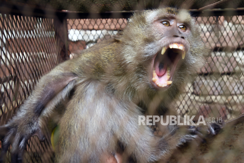 Petugas Balai Konservasi Sumber Daya Alam (BKSDA) Banten mengamankan kera ekor panjang (Macaca fascicularis) liar yang masuk pemukiman warga.