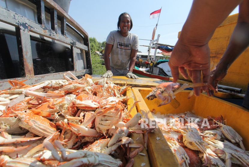 Pekerja mengangkut rajungan hasil tangkapan nelayan
