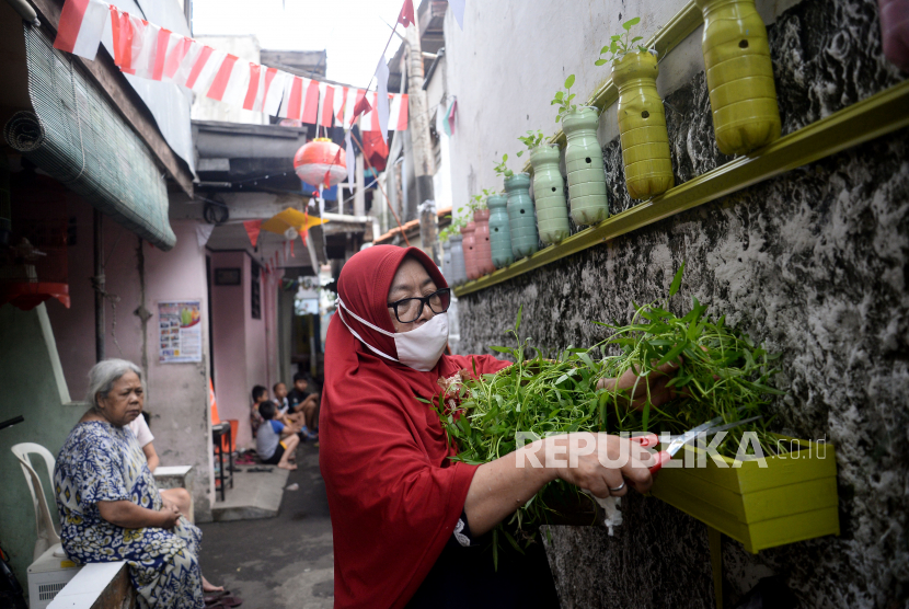 Seorang warga memanen sayuran kangkung di kawasan pemukiman penduduk RT 01/01, Kebon Baru, Tebet, Jakarta, Selasa (18/8). Kangkung kaya akan nutrisi yang baik untuk kesehatan maupun kecantikan. 