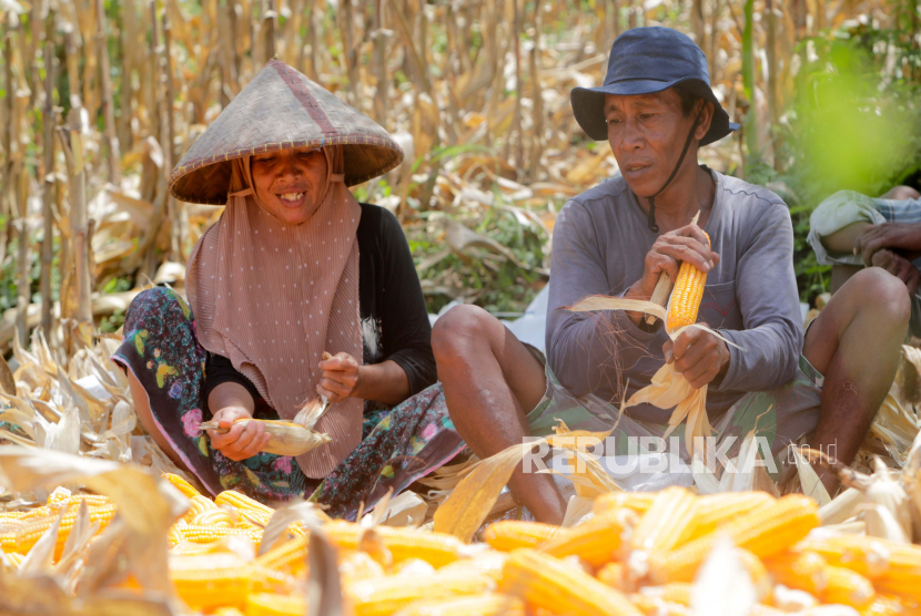  Petani mengupas jagung yang baru dipanen (ilustrasi). Kamar Dagang dan Industri (Kadin) Kabupaten Donggala, Sulawesi Tengah, meluncurkan program Sulteng kolaborasi pertanian atau Corn Collaboration 4.0 Petani Makmur sebagai program lanjutan dalam meningkatkan ekonomi.