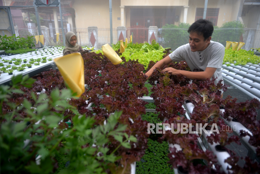 Petani milenial dibantu pegawai memanen sayuran hidroponik di Dewa Ponik, Yogyakarta, Rabu (2/11/2022). Kelemahan petani milenial ialah minim pengalaman mengelola bisnis.