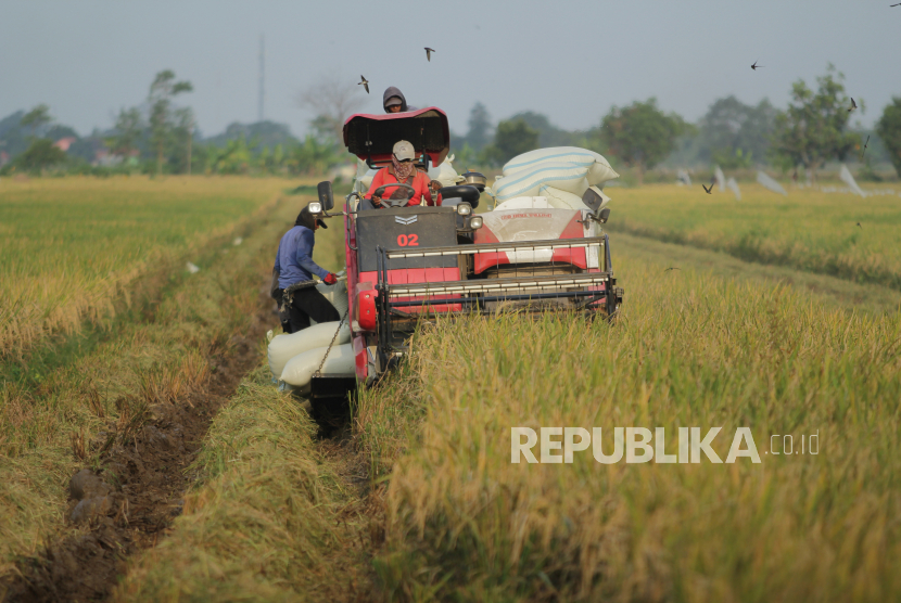 Petani memanen padi menggunakan mesin di Gegesik, Cirebon, Jawa Barat.