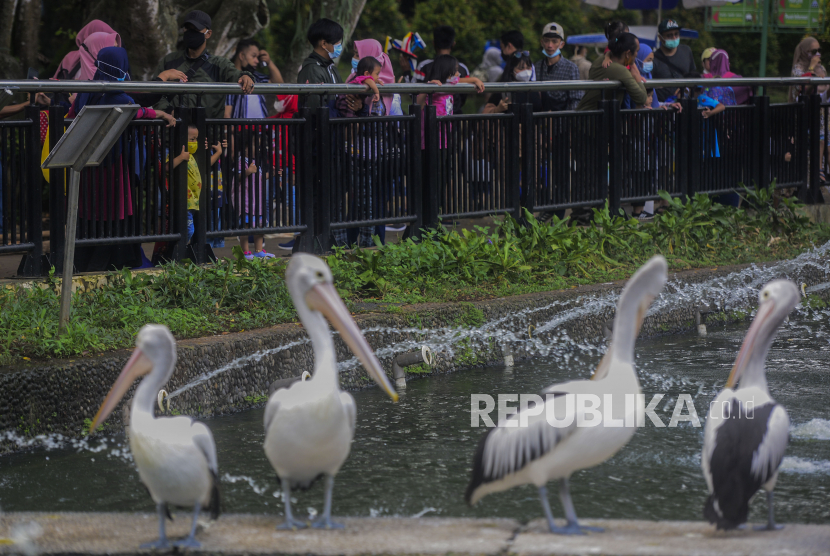 Pengunjung saat melihat burung pelikan di Taman Margasatwa Ragunan, Jakarta (ilustrasi)