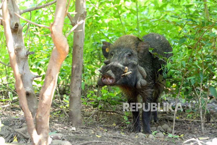 Seekor babi kutil (Sus verrucosus) berada di penangkaran Taman Nasional Baluran, Situbondo, Jawa Timur, Selasa (15/1/2022). Babi kutil merupakan endemik Jawa yang peranya sangat penting dalam mengolah tanah dan menyebarkan benih tumbuhan di hutan itu, saat ini terancam punah karena selain perburuan oleh manusia dan habitatnya terus berkurang juga tingkat kehamilan yang rendah. 