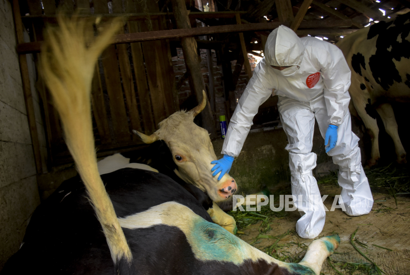 Dokter hewan dari Dinas Ketahanan Pangan dan Pertanian (DKPP) Kota Bandung memeriksa kesehatan sapi yang diduga (suspect) terjangkit penyakit mulut dan kuku (PMK) di Jalan Cilengkrang, Cibiru, Kota Bandung, Rabu (8/6/2022). Berdasarkan data dari DKPP Kota Bandung, hingga Selasa (7/6/2022), kasus terkonfirmasi penyakit mulut dan kuku (PMK) di Kota Bandung sebanyak 137 ekor hewan ternak dan terduga (suspect) sebanyak 147 ekor. Foto: Republika/Abdan Syakura