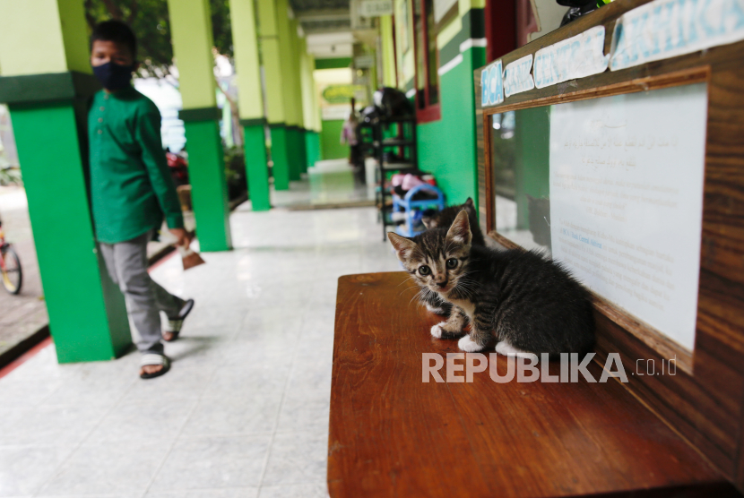  Seorang siswa berjalan melewati anak kucing di SD Nurul Amal di Tangerang Selatan, Indonesia, 23 November 2020. Pemerintah pusat memberikan kewenangan penuh kepada pemerintah daerah untuk membuka kembali sekolah dan melaksanakan proses pembelajaran tatap muka yang akan dimulai pada Januari 2021.