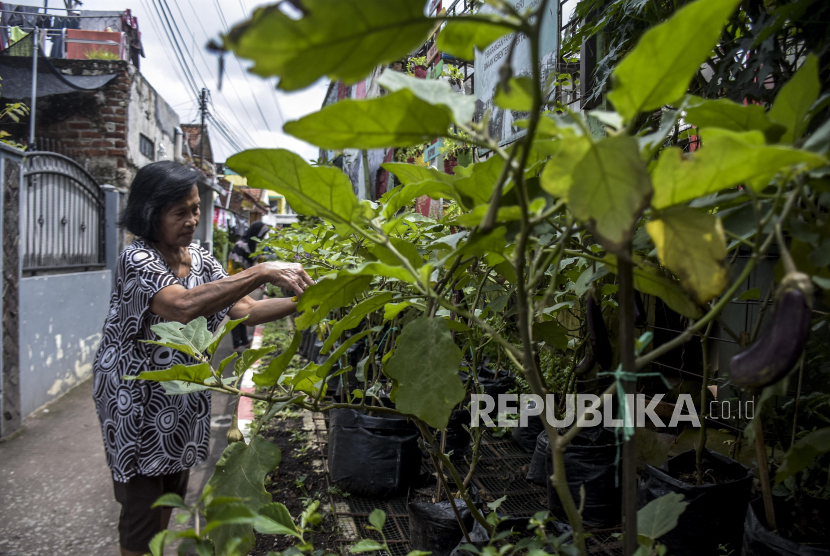 Warga merawat berbagai jenis tanaman sayur ilustrasi. Pemerintah Kota Administrasi Jakarta Pusat melalui Suku Dinas Ketahanan Pangan, Kelautan dan Pertanian (Sudin KPKP) menggencarkan pengembangan pertanian perkotaan (urban farming) di wilayah tersebut.