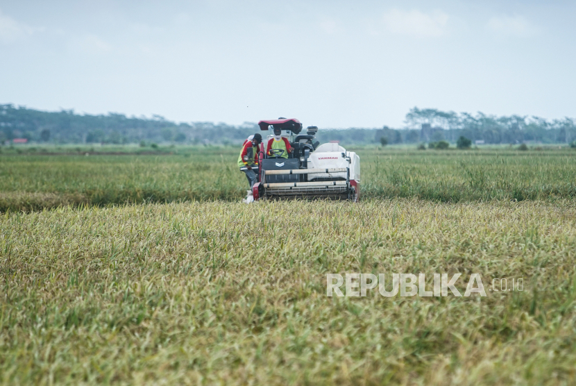 Petani memanen padi menggunakan alat mesin pertanian (alsintan) saat panen raya di areal persawahan lumbung pangan nasional Food Estate, (ilustrasi).
