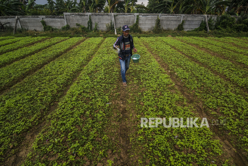 Petani memupuk tanaman bayam di lahan pertanian di Jakarta