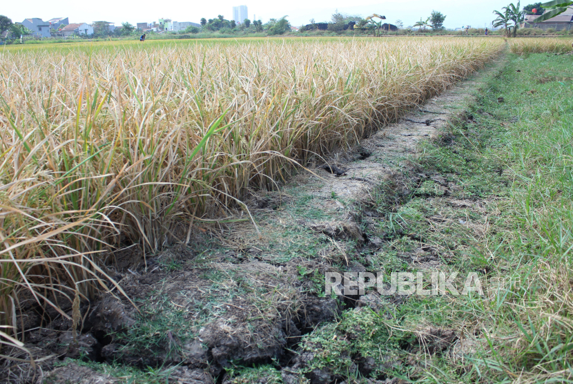 Tanaman padi mulai menguning akibat kekeringan di saat kemarau di daerah Sapan, Kabupaten Bandung, Rabu (6/9/2023). Akibat kemarau banyak areal sawah di Bandung Raya terancam gagal tanam dan gagal panen.