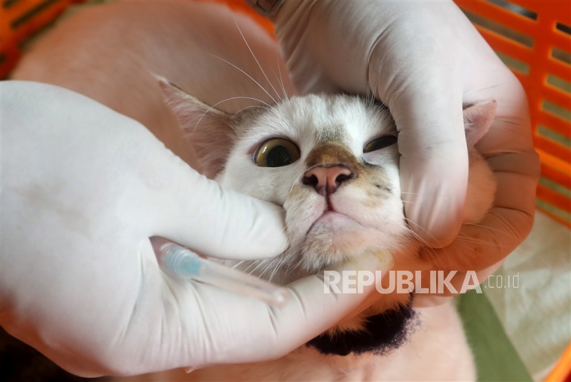 Kementerian Kesehatan (Kemenkes) baru-baru ini mencatatkan rabies di Kabupaten Sikka dan Kabupaten Timor Tengah Selatan (TTS) di NTT, sebagai kej