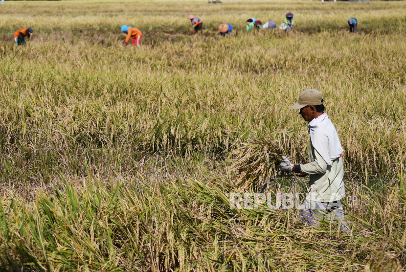 Pekerja memanen padi di Nambangan Lor Kota Madiun, Jawa Timur, Selasa (13/7). Badan Pusat Statistik (BPS) mencatat, mulai terjadi kenaikan pada harga gabah petani pada bulan Agustus 2021.