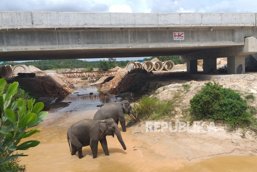 Sejumlah Gajah Sumatera (elephas maximus sumatranus) melintasi Sungai Tekuana di bawah terowongan gajah yang dibangun di seksi II Tol Pekanbaru-Dumai, Riau, pada 10 Februari 2020. ANTARA FOTO/Dok
