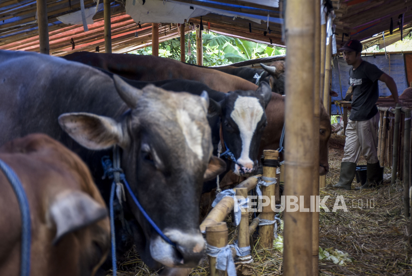 Pekerja memberi pakan hewan qurban di salah satu tempat penjualan hewan qurban di Jalan Soekarno Hatta, Cipamokolan, Kota Bandung, Jawa Barat, Kamis (8/6/2023). Dinas Ketahanan Pangan dan Peternakan (DKPP) Jawa Barat menyebutkan kebutuhan hewan qurban di Jawa Barat pada Hari Raya Idul Adha diperkirakan mencapai 260 ribu ekor. Sementara stok ketersediaan hewan qurban mulai dari sapi, kambing, domba dan kerbau di Jawa Barat sebanyak 500 ribu ekor.
