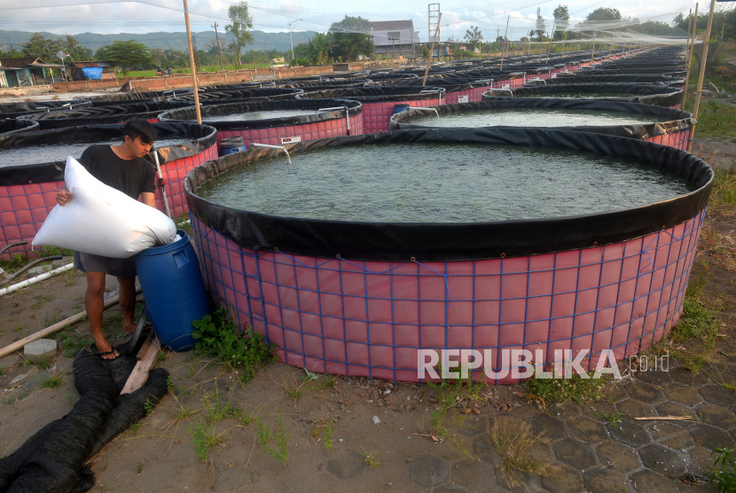 Pekerja menyiapkan pakan lele di Bantul, Yogyakarta, Kamis (11/8/2022). Di lokasi budidaya ikan air tawar ini memiliki 70 kolam yang sudah terisi benih lele dari target 250 kolam. Nantinya jika sudah beroperasi penuh target produksi per hari sebesar 2 ton ikan lele.