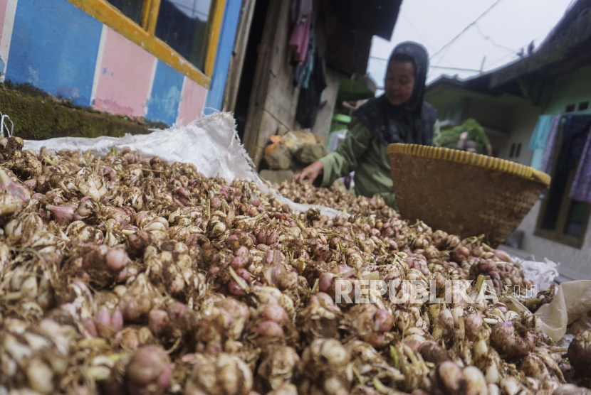 Petani menjemur bawang merah di depan rumahnya. Ketersediaan benih bawang merah harus menjadi prioritas dalam upaya Pemerintah Kota Sukabumi, Jawa Barat dalam upaya mengembangkan sentra pertanian bawang merah. 