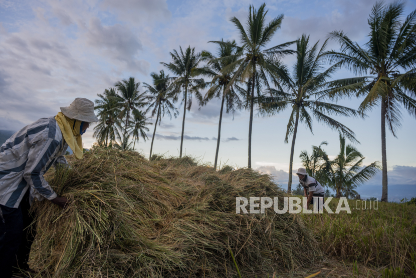 Petani menumpuk padi yang baru saja disabit untuk dirontokkan, beberapa waktu lalu. Daya beli petani di Sulawesi Utara menurun.