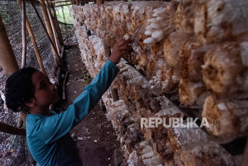 Pekerja memanen jamur tiram di kampung Koncang, Lebak, Banten, Selasa (4/8). Sejumlah Badan Usaha Milik Negara (BUMN) siap eksekusi pencairan penyertaan modal negara (PMN) dalam mendorong pemulihan ekonomi nasional (PEN).