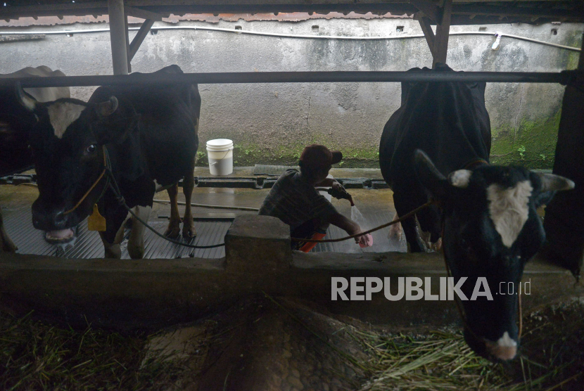 Pekerja membersihkan kandang sapi usai memerah susu sapi di perternakan sapi perah di kawasan Duren Tiga, Jakarta, Rabu (25/5/2022). Pemprov DKI belum berencana untuk membentuk Satgas PMK untuk mengawasi hewan ternak.