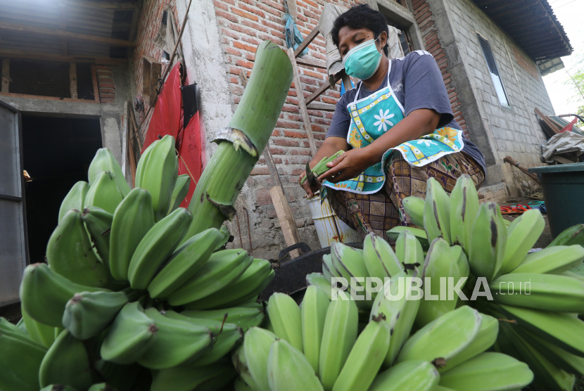 Pisang kepok. Provinsi Kalimantan Timur (Kaltim) siap mengekspor pisang kepok ke Singapura mulai Juli tahun ini dengan nilai kontrak sebesar Rp 37,44 miliar. Nilai kontrak itu untuk masa pengiriman selama dua tahun atau hingga Juli 2024.