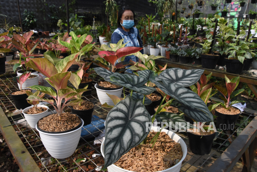 Bisnis tanaman hias terus meningkat di Gorontalo dalam beberapa bulan terakhir (Foto: ilustrasi tanaman hias)