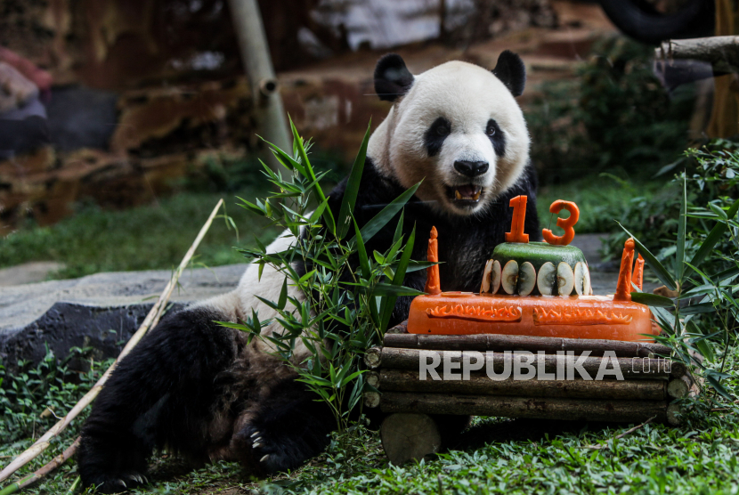 Panda bernama Cai Tao memakan kue ulang tahunnya di Istana Panda Taman Safari Indonesia Bogor, Jawa Barat, Sabtu (5/8/2023). 