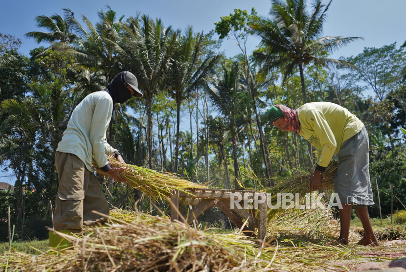 Warga merontokkan padi saat panen di persawahan Desa Kalibanger, Jumo, Temanggung, Jateng, Kamis  (21/9/2023).