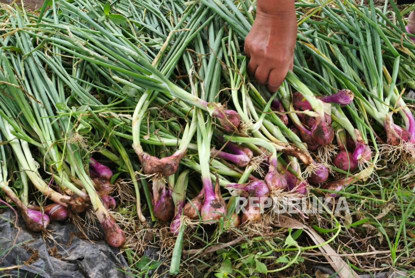 Bawang merah hasil panen (ilustrasi). BI ingin Lombok Utara jadi sentra bawang merah organik.