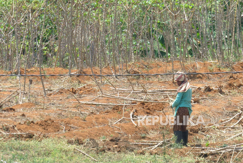 Petani mengumpulkan batang singkong di lokasi kebun singkong yang telah dipanen (ilustrasi). Produksi ubi kayu atau singkong di Kabupaten Lebak, Banten hingga kini masih menjadi andalan ekonomi petani. Sebab, permintaan konsumen cenderung meningkat.
