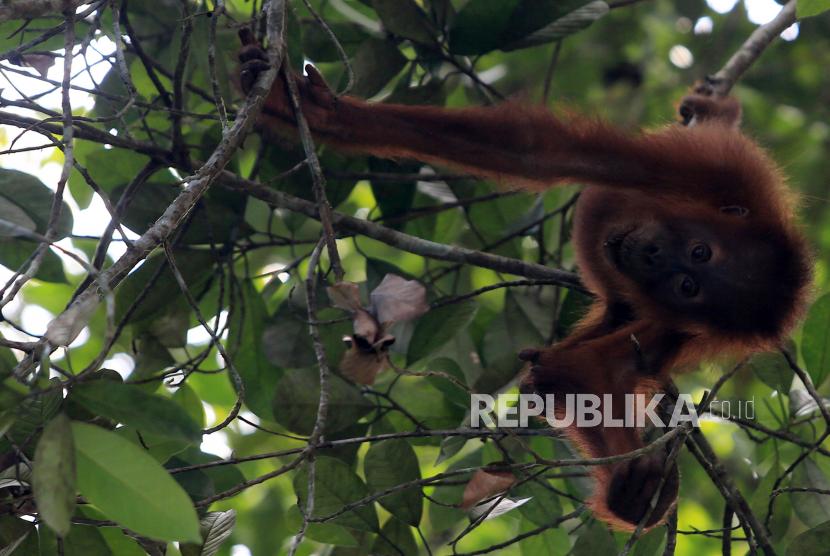 Seekor anak Orangutan Sumatra (Pongo Abelii) (ilustrasi). 