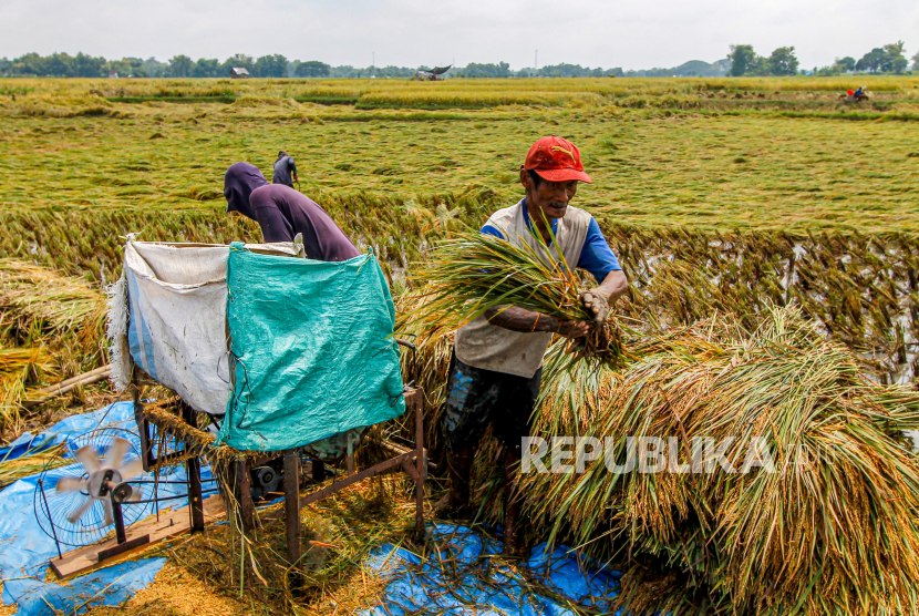 Petani memanen padi di Padangan, Bojonegoro, Jawa Timur, Kamis (7/3/2024). Sekitar 20 hektare lahan pertanian di kawasan itu terdampak banjir akibat tanggul waduk jebol. 