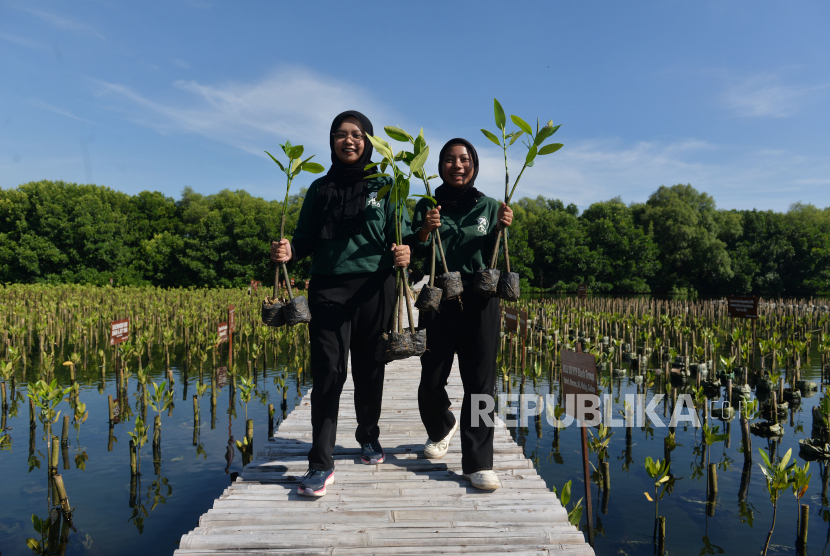 (Ilustrasi) Relawan membawa bibit tanaman mangrove saat kegiatan penanaman mangrove di Taman Mangrove PIK, Jakarta Utara, Senin (22/4/2024). 