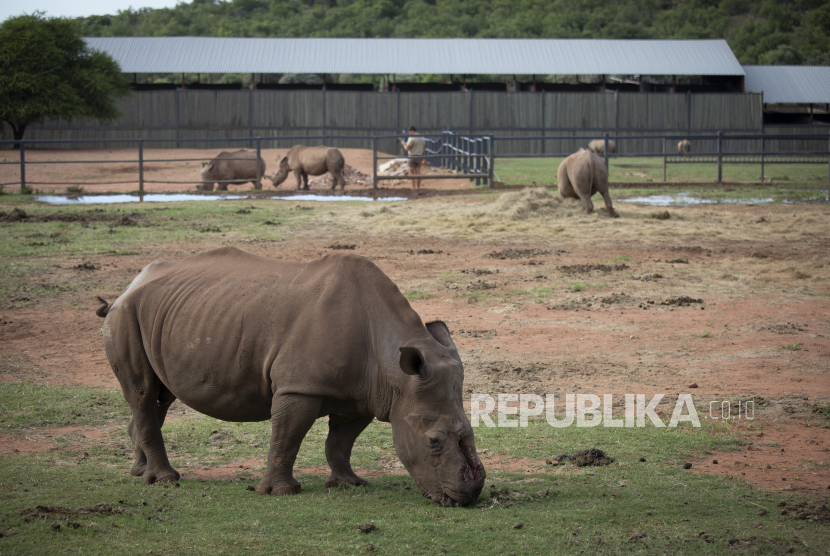 Cula Badak Putih Seha menunjukkan kerusakan wajah serius yang terjadi pada wajahnya yang merumput di Bela Bela, Afrika Selatan.