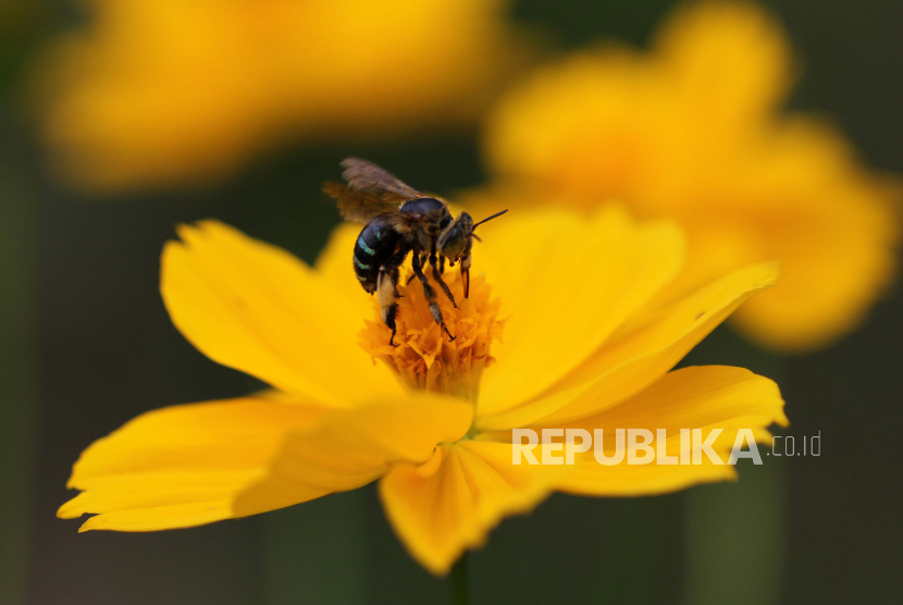 Seekor lebah madu gala-gala atau kelulut (Apis trigona) menghisap sari bunga.