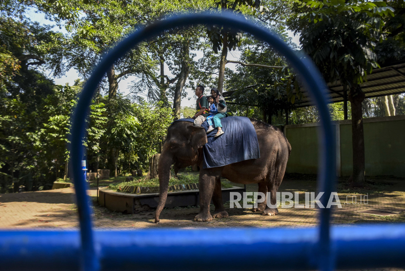 Pengunjung menaiki gajah tunggang di Bandung Zoo, Kota Bandung, Jawa Barat, Ahad (11/6/2023).