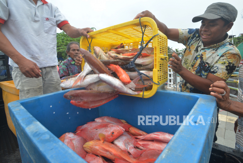Nelayan memindahkan ikan kakap kualitas ekspor (ilustrasi)