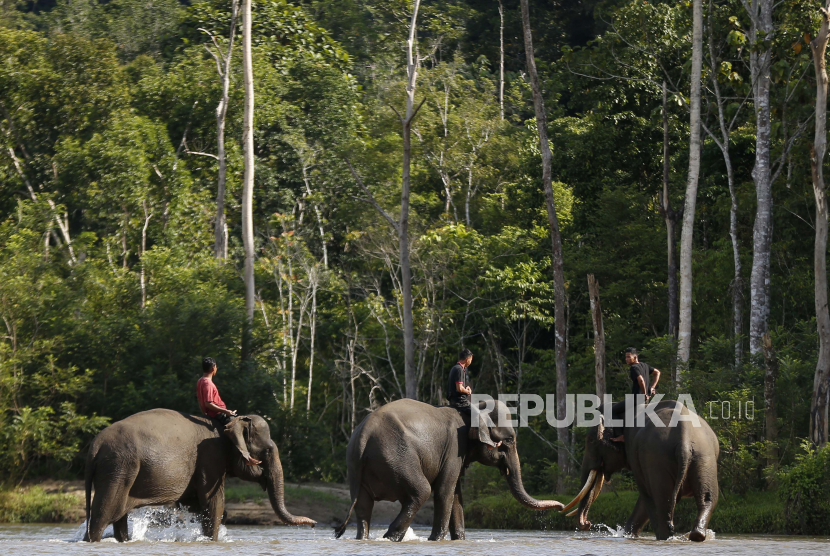 Gajah sumatera. Gangguan gajah terhadap kebun masyarakat tidak bisa diatasi dengan penangkapan. (Ilustrasi)