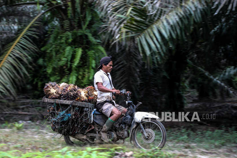  Seorang pekerja membawa sawit yang baru dipanen dengan sepeda motornya di perkebunan kawasan Barus, Kabupaten Tapanuli Tengah, Sumatra Utara.