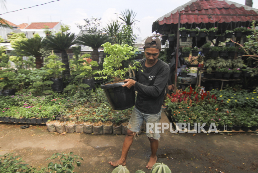 Pedagang menyiapkan tanaman hias yang dipesan pembeli di Juanda, Depok, Jawa Barat, Senin (6/7/2020). Menurut pedagang, penjualan berbagai jenis tanaman hias saat ini mengalami peningkatan sekitar 50 persen karena meningkatnya minat masyarakat untuk bercocok tanam saat mengisi waktu di rumah selama masa pandemi COVID-19. ANTARA FOTO/Asprilla Dwi Adha/hp.