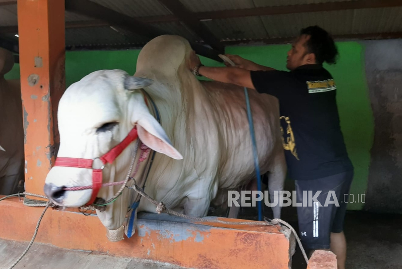 Seorang peternak sapi menunjukkan sapi yang dibeli oleh Presiden Jokowi untuk kurban di Idul Adha 2024.