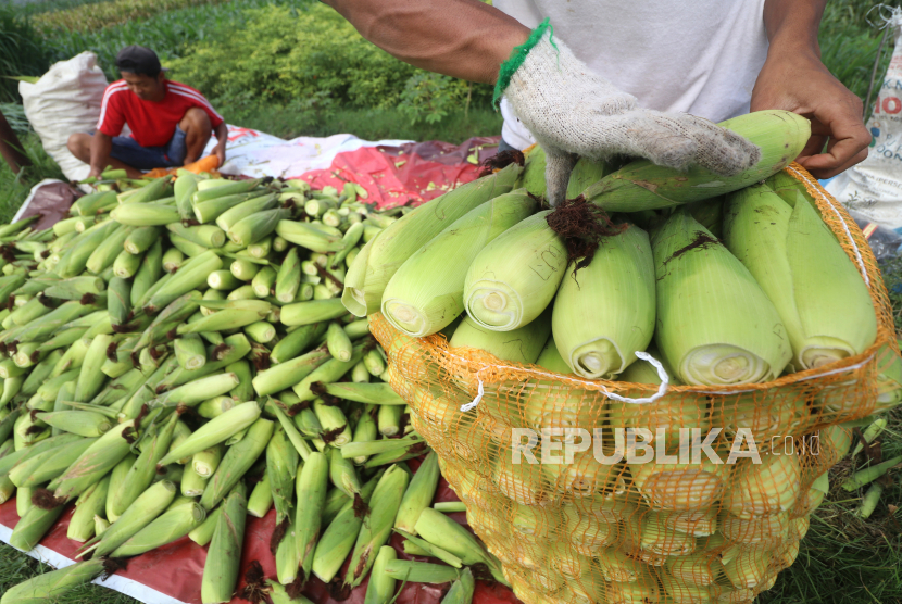 Petani memilah jagung manis saat panen di area persawahan Desa Wonojoyo, Kediri, Jawa Timur, Rabu (9/11/2022). 
