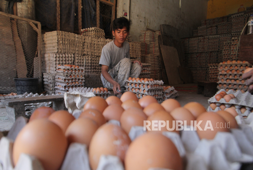 Pedagang menyortir telur ayam yang akan diperdagangkan (ilustrasi)
