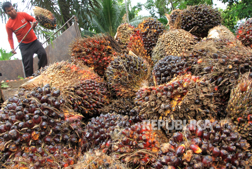 Pekerja menurunkan Tanda Buah Segar (TBS) kelapa sawit dari dalam truk pengangkutan (ilustrasi).