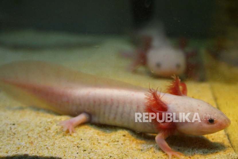 Warganet Cina dikejutkan penangkapan seorang wisatawan yang kedapatan membawa seekor salamander Meksiko, spesies amfibi yang nama latinnya adalah Axolotl.