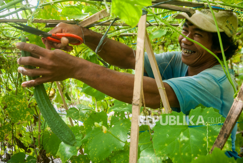 Petani memanen sayur oyong di Kampung Kanaga, Lebak, Banten, Selasa (12/1/2021).