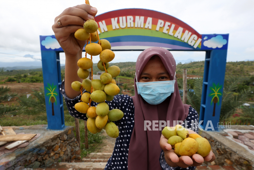 Pekerja memperlihatkan buah kurma hasil panen di perkebunan Taman Kurma Pelangi, lembah Berbate, Aceh Besar, Aceh, Kamis (6/5/2021). Ratusan hektar kebun kurma di lembah Berbate menjadi objek wisata baru dan buah kurma hasil panen juga dijual Rp450 ribu per kilogram. 