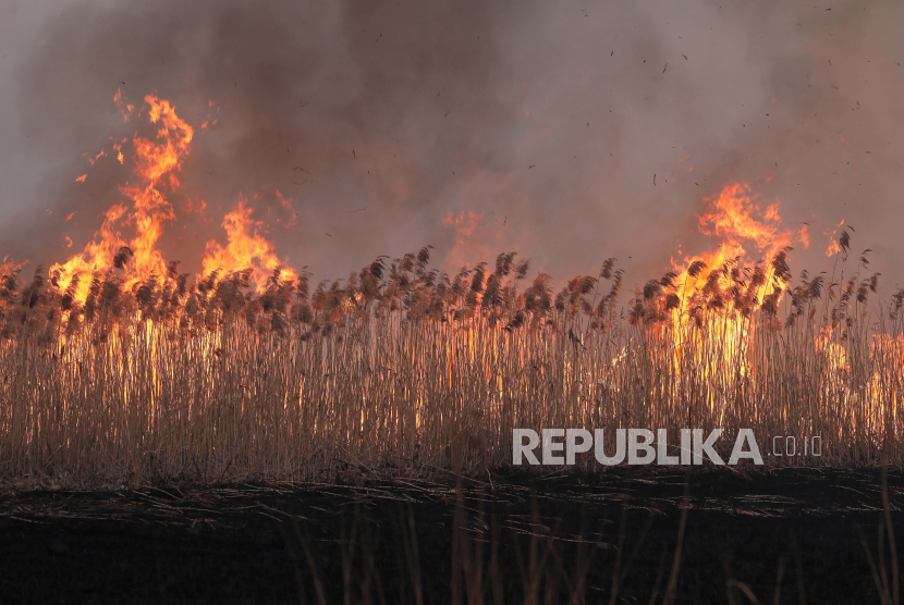 Polisi Selidiki Kebakaran Hutan di Palangka Raya (ilustrasi).