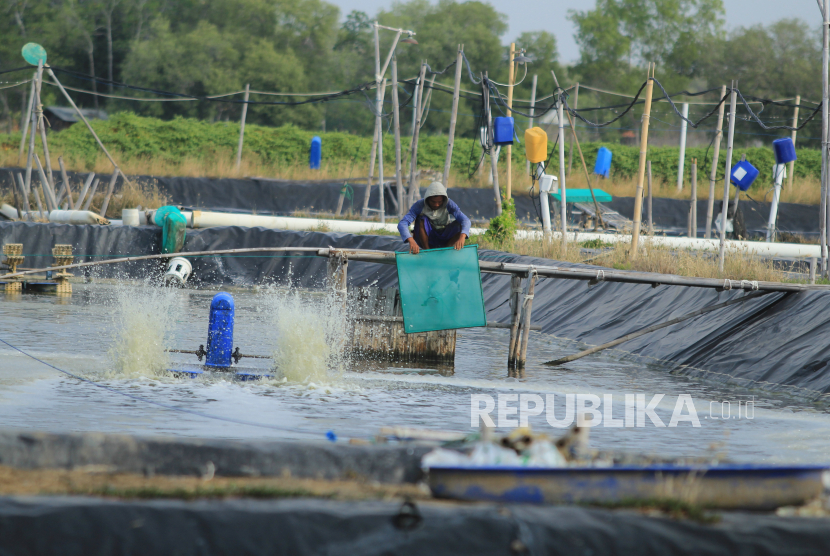 Petambak memberi pakan (ilustrasi). PT PLN mengalirkan listrik ke wilayah tambak udang di Sungai Menang, Kabupaten Ogan Komering Ilir (OKI), Sumatra Selatan.