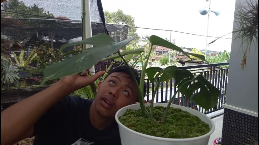 Kisah 2 Remaja Raih Omzet Jutaan dari Tanaman Philodendron