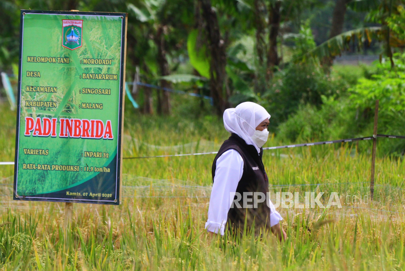 Gubernur Jawa Timur (Jatim) Khofifah Indar Parawansa meninjau lahan padi varietas inbrida di Desa Banjararum, Kecamatan Singosari, Kabupaten Malang, Jawa Timur, Kamis (7/4/2022). 